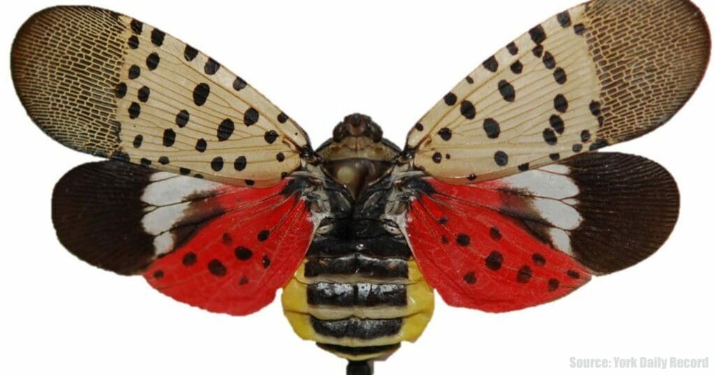 spottedlanternfly